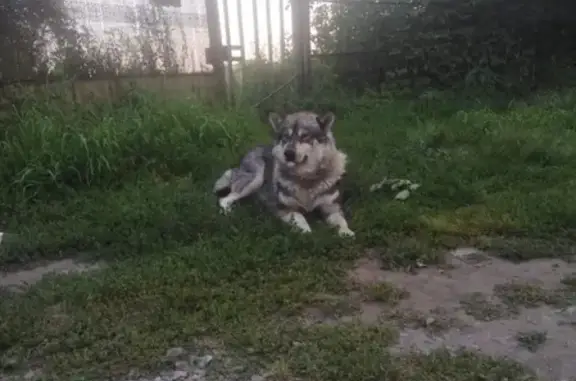 Собака Хаски найдена в Новосибирске на ул. Н. Грицюка, 20