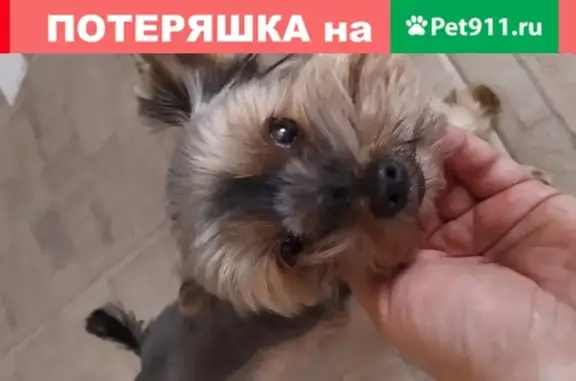 Собака найдена в Витебске, Беларусь.