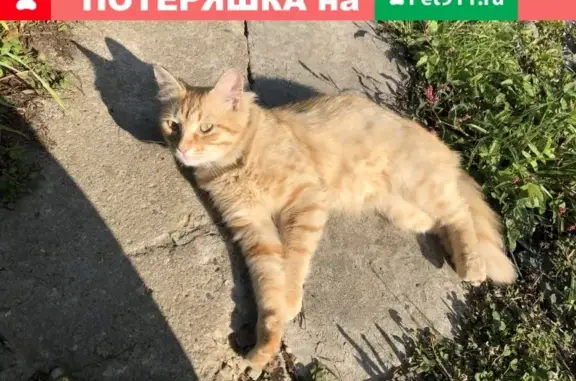 Милая и ласковая кошка найдена в Лианозовском парке