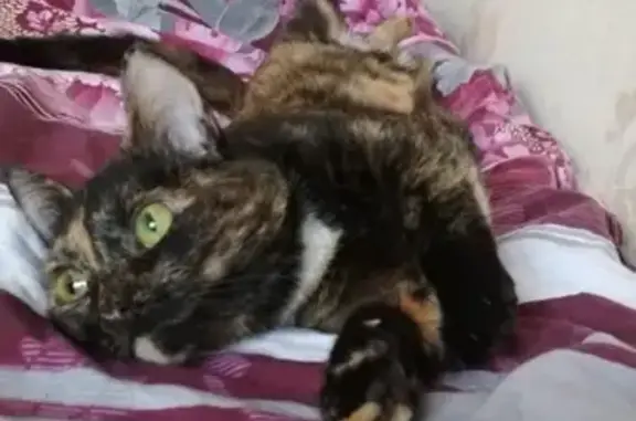 Потерянные животные Москва, фото: Пропала кошка Сима/Симка на ул. Бестужевых, 1А