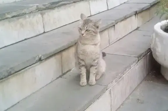Найдена серая полосатая кошка в Казани