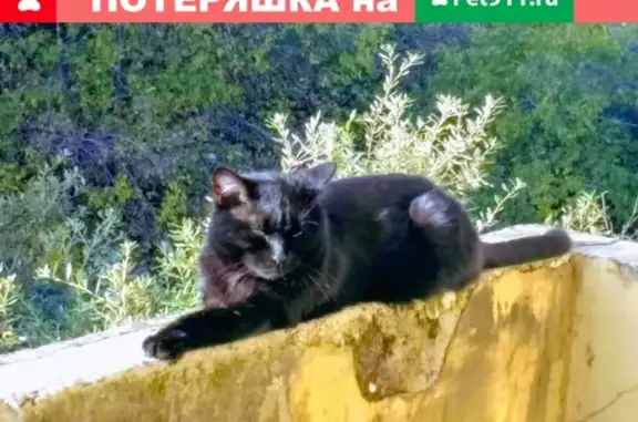 Кошки потеряшки, Москва, фото: Потеряшка кошка Босс на Таганской, 44