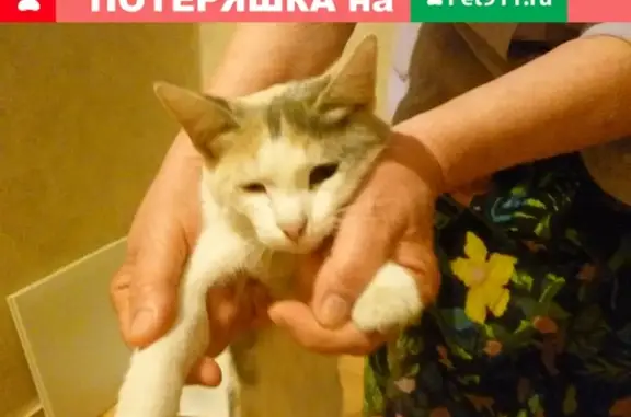 Найдена кошка в Астрахани, ищет хозяина или новый дом