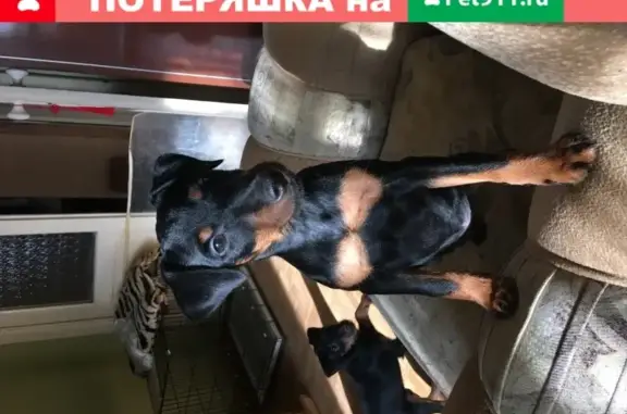 Пропала собака в Ивановской области