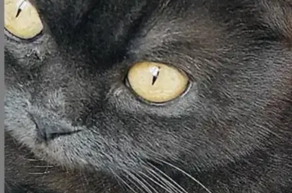 Пропала британская кошка в Таганроге.