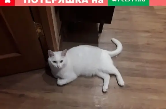 Пропал кот белого цвета на ул. Горького, вознаграждение гарантировано!