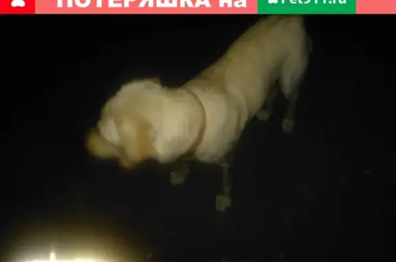 Найдена собака в Смолячково, ищет хозяев