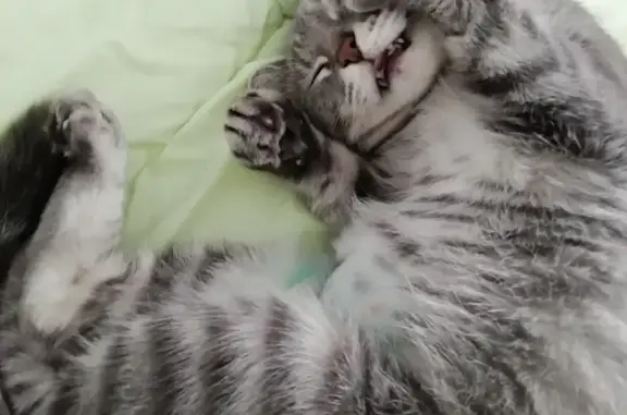 Кошки потеряшки, Владивосток, фото: Потеряшка кошка на улице Крыгина, 105/1