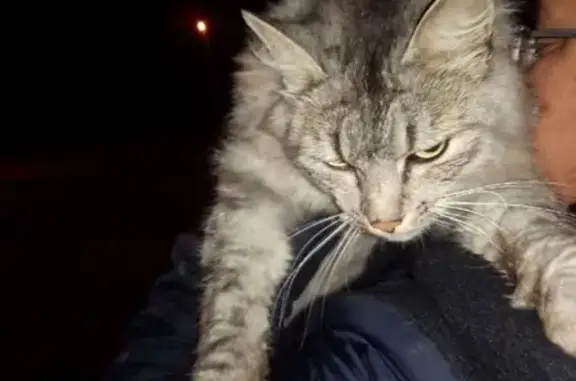 Найдена кошка с ошейником в Набережных Челнах