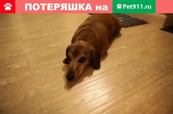 Собака найдена на ул. Ленина, 150, Красноярск.