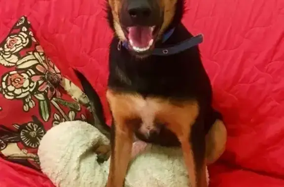 Собаки потеряшки, Москва, фото: Потеряшка пёс Ричард возле дома на Зелёном проспекте