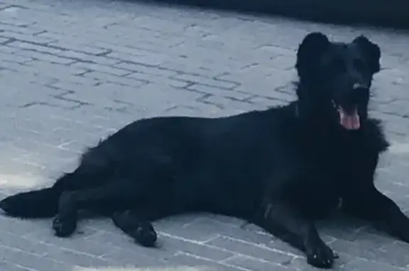 Собака найдена на Серебрянической набережной, 29