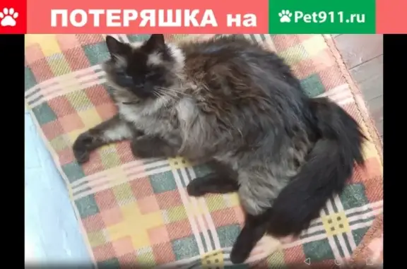 Объявления о пропавших и найденных животных, Киров, фото: Пропал кот в садах Югрино, Киров