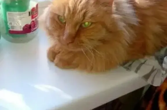 Потерянные животные Владивосток, фото: Пропала кошка на ул. Сафонова 24 во Владивостоке