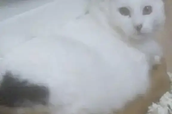 Кошки потеряшки, Москва, фото: Потеряшка кошка на трассе М-4, 56 км от МКАД, кличка 