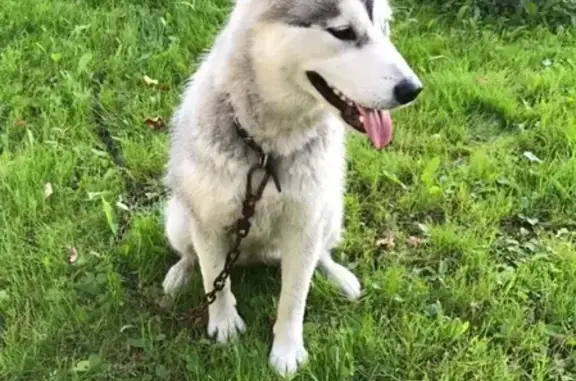 Найдена собака в Санкт-Петербурге, Горелово