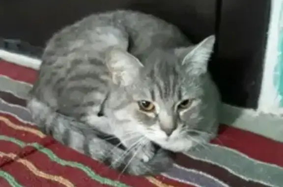 Найдена кошка в Верхней Пышме, ул. Мичурина