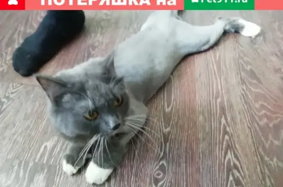 Пропал кот на улице Белинского