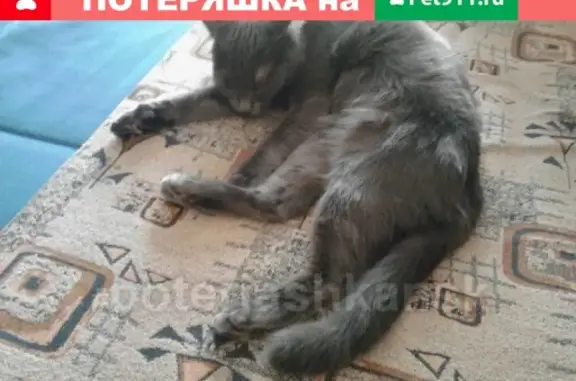 Объявления о пропавших и найденных животных, Новосибирск, фото: Пропала кошка на ул. Дачной в Заельцовском районе