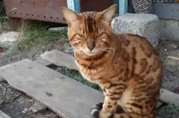 Найден кот бенгальской породы, нуждается в лечении (станция Введенское, Курган)