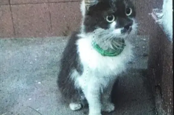 Найдена кошка в Свиблово, Москва