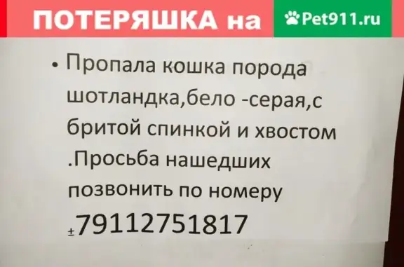 Кошки потеряшки, Санкт-Петербург, фото: Потеряшка кошка на улице Ивана Фомина, СПб