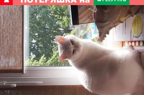 Пропал белый кот, вознаграждение, г. Долгопрудный, ул. Горького 35Б