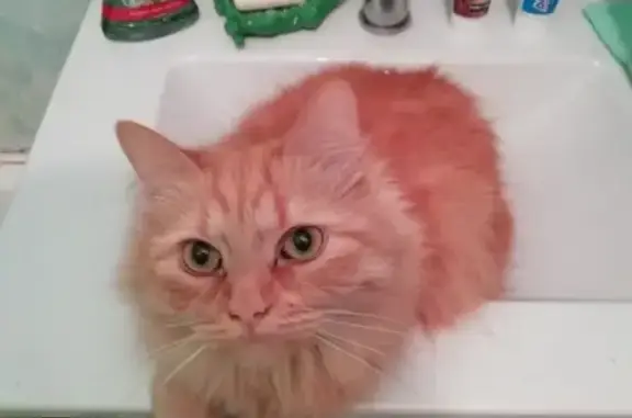 Потерянные животные Санкт-Петербург, фото: Пропала кошка на Гражданском пр. 109к2