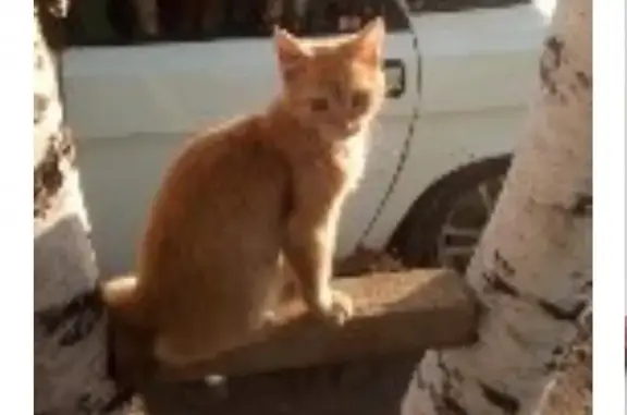 Пропала кошка в Ноябрьске, возле кафе у Самида!