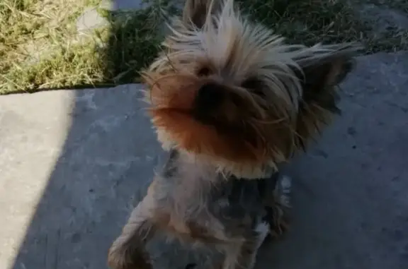 Потерянные животные Анапа, фото: Пропал йоркширский терьер в Суворов-Черкесском, вознаграждение.