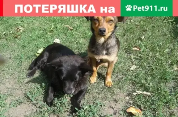 Найдены собачки в Тольятти, ищут хозяев.