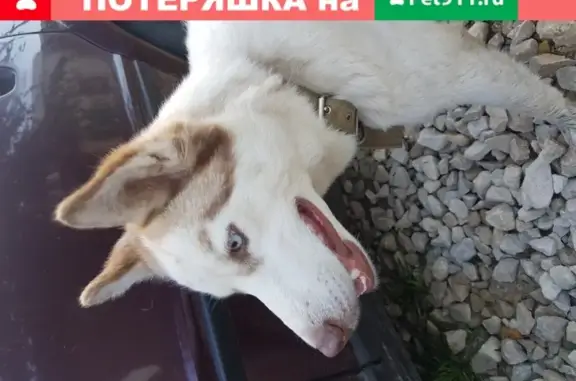 Найдена собака Хаски девочка в СНТ Сигнал