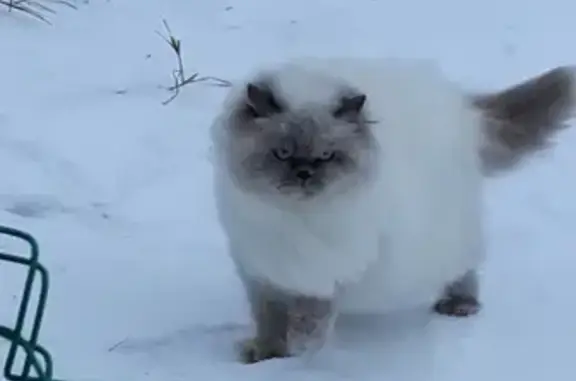 Пропала персидская кошка в Тайцах, СНТ Скороход 3