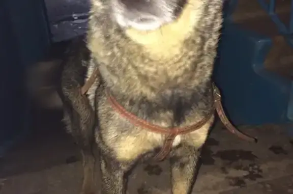 Найдена собака на строителях 47а в Альметьевске