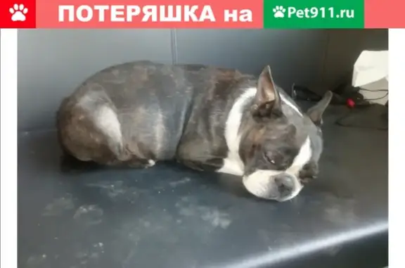 Потерялась собака на стадионе Калининец в Екатеринбурге