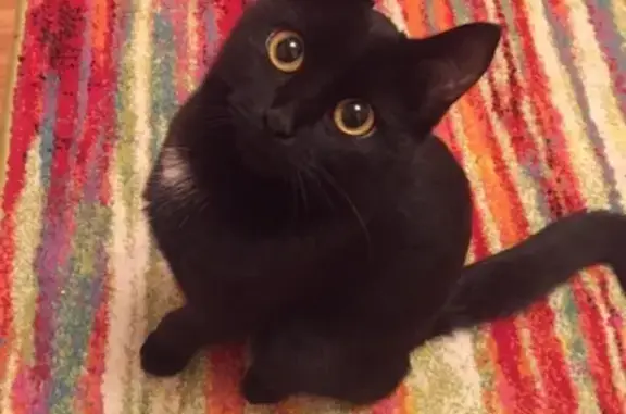 Объявления о пропавших и найденных животных, Новосибирск, фото: Пропала кошка возле Экваторной 18 в Советском районе