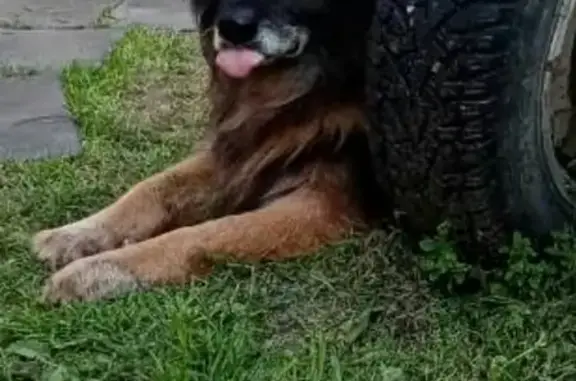 Собаки потеряшки, Шунга, фото: Потеряшка немецкая овчарка в с. Шунга, Костромская область