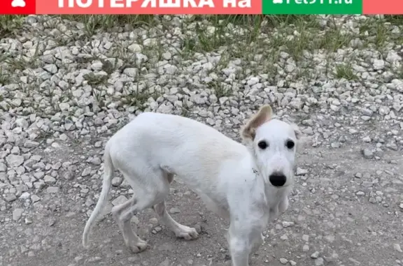 Найден щенок русской псовой борзой в Чехове