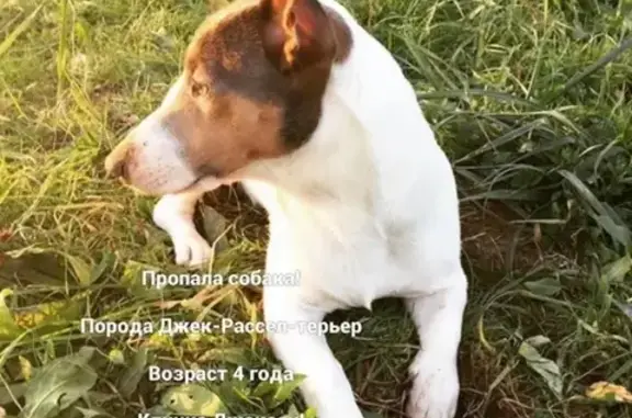 Пропала собака в Волоколамском районе, д. Игнатково