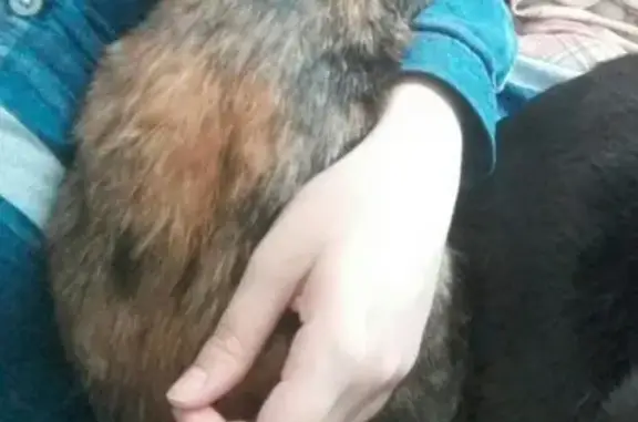 Пропала кошка Киви в Магнитогорске #Потеряшка@zoo_mgn