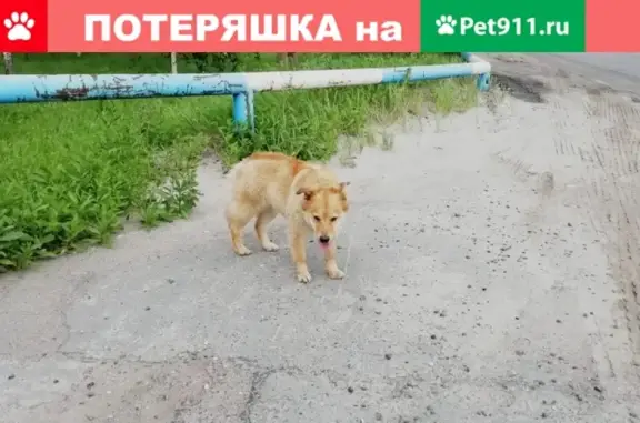 Потерянная рыжая собака на промзоне в Ноябрьске