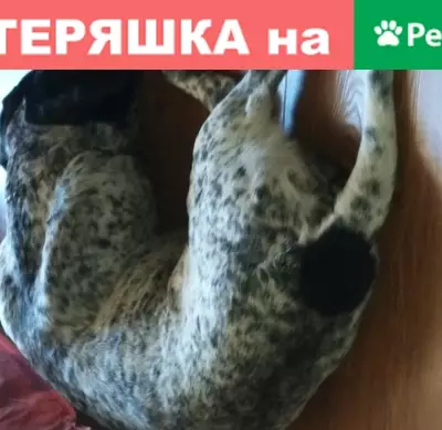 Собака найдена на КСМ в Сочи