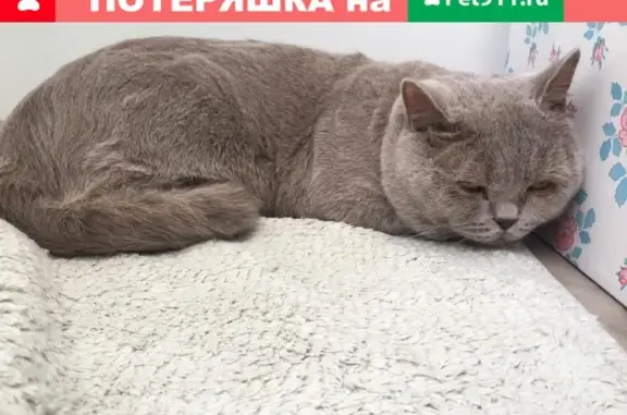 Найден кот в Московском районе, ул. Москвитина, д.3к.2