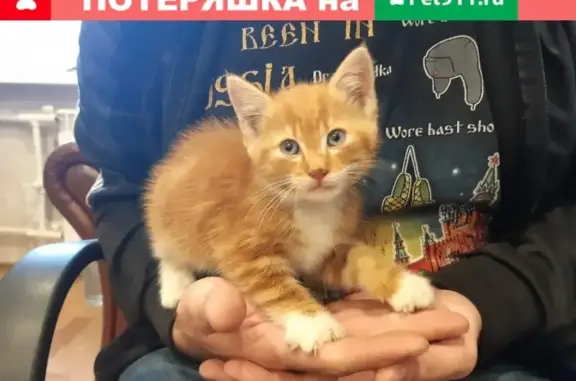 Найден котенок на Ярослава Иванова 3, ищем хозяев