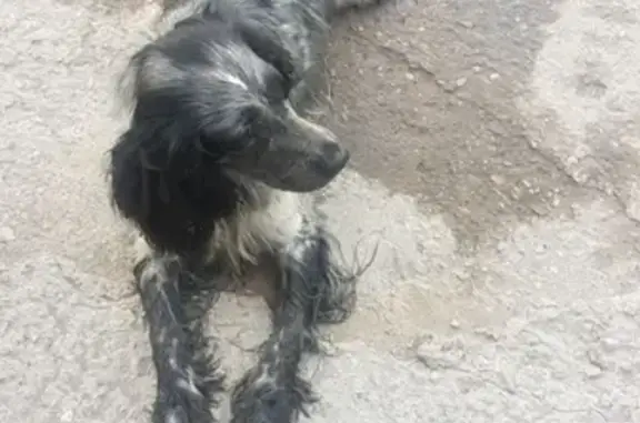 Собака КОБЕЛЬ найдена в Клине.