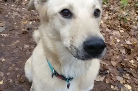 Потерянные животные Москва, фото: Пропала собака Рой в Москве.