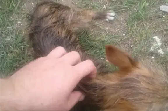 Найдена собака на Левченко 2 с белым пятном на морде