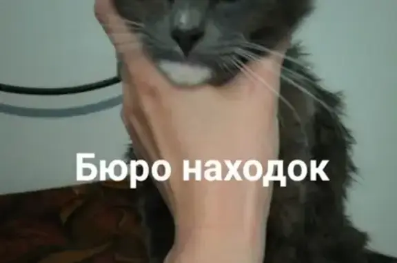 Найден домашний кот в Архангельске, Обводный.