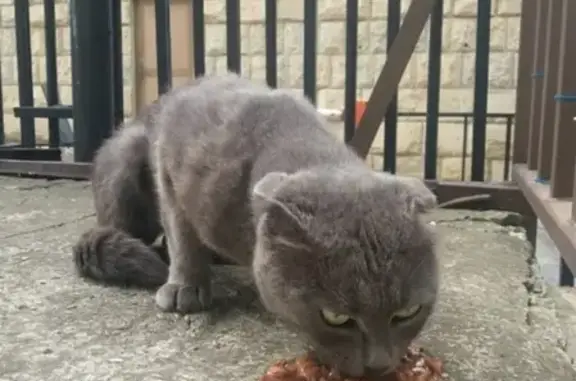 Найден британский кот в Ставрополе