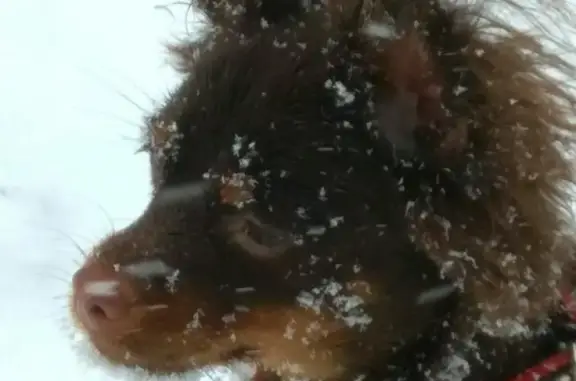 Собаки потеряшки, Барнаул, фото: Потеряшка собака ЛЕО, район школы 106, вознаграждение.